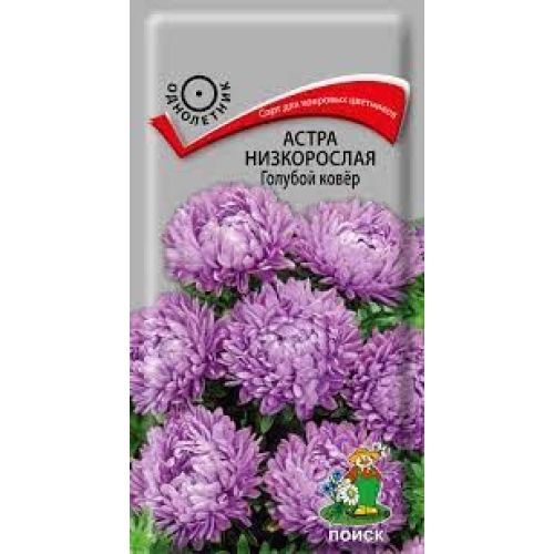 Цветы Астра Голубой ковер (Поиск)