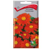 Цветы Титония Рыжий Фонарь (Поиск)