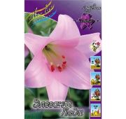 Лилия Элегант Леди (лонг) 1шт (КЛ)
