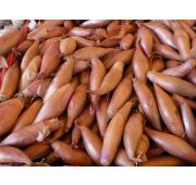 Лук-Шалот Сережа 1кг