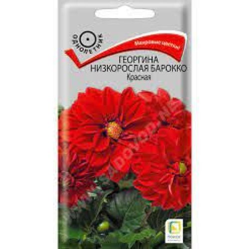 Цветы Георгина Барокко Красная (Поиск)