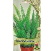 Цветы Аспарагус Мейери (Поиск)