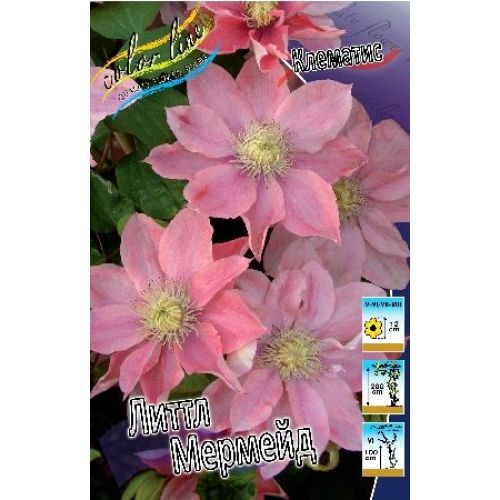 Клематис крупноцветковый Литл Мермейд - купить в интернет-магазине Агро-Маркет24