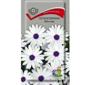 Цветы Остеоспермум Небо и Лед (Поиск)