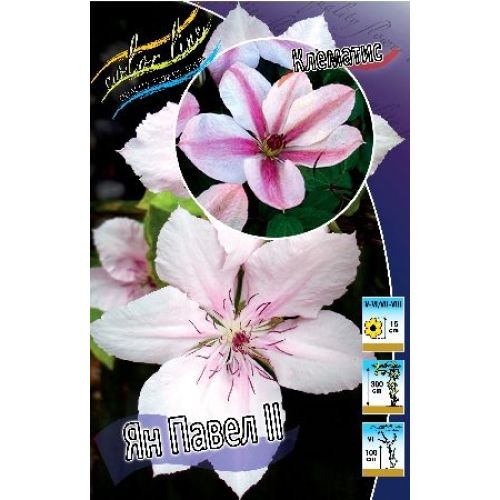 Купить Клематис Beauty of Worcester - Клематис - GardenPlants