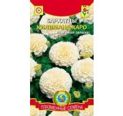 Цветы Бархатцы Килиманджаро (Поиск)