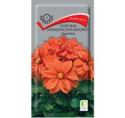 Цветы Георгина Барокко Оранжевая (Поиск)