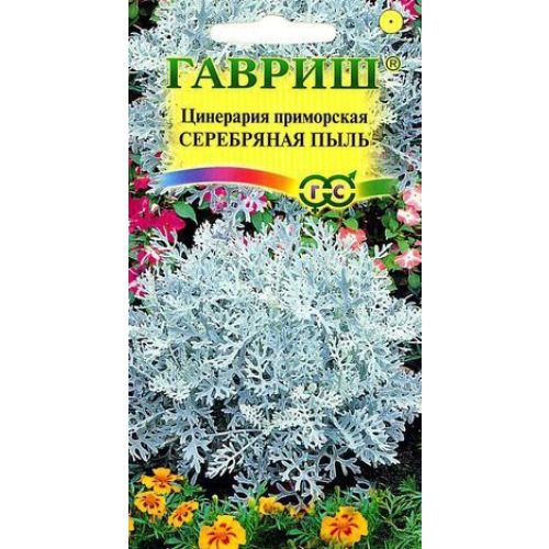 Цветы Цинерария Серебряная пыль  (Гавриш)
