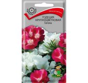 Цветы Годеция Богема (Поиск)