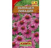 Цветы Эхинацея Ливадия пурпурная (Аэлита)