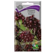 Цветы Гвоздика турецкая Нигриканс (Поиск)