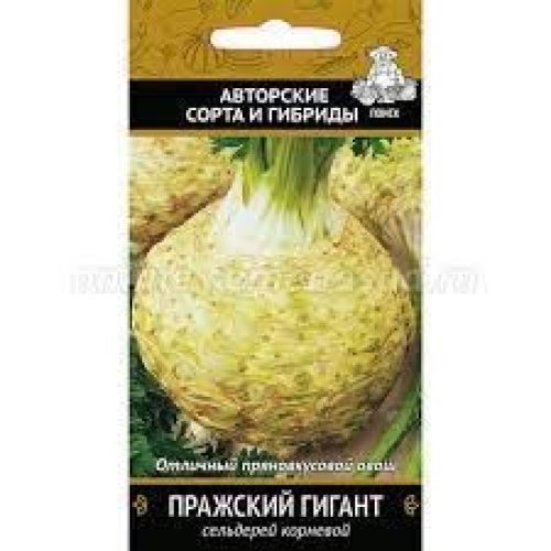 Сельдерей корневой Пражский гигант (Поиск)