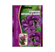Цветы Плюмерия Сиреневый каприз (РО)