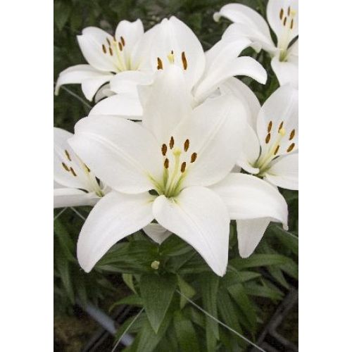 Лилия Kent: Прекрасные фото изысканного цветка Планета земля Фотогалерея природы