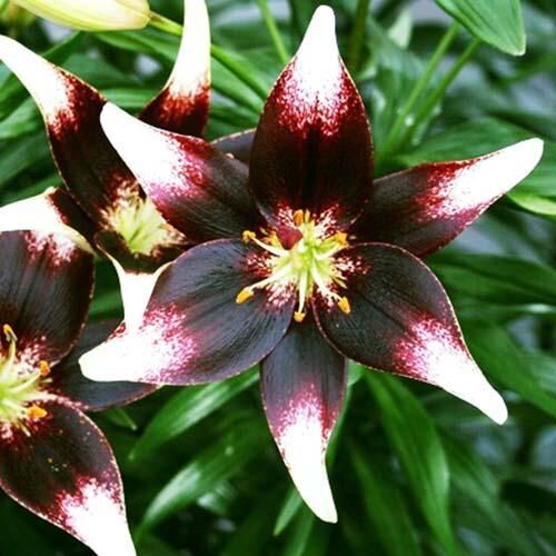 Лилия Азиатская Танго Неттис Прайд - купить луковицы в интернет-магазине Лафа с