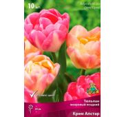 Тюльпан Крем Апстар (махр.поздн) 1шт