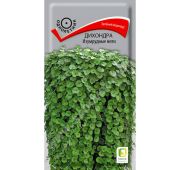 Цветы Дихондра Изумрудные нити (Поиск)