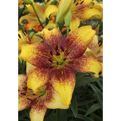 Лилия Свит Шугар 2025 Мой сад