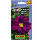 Цветы Георгина Фигаро фиолетовый (Аэлита)