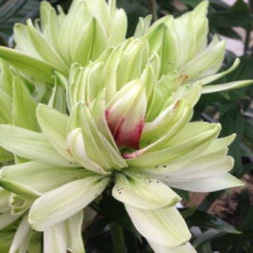 Мистери дрим фото: найдено 85 изображений