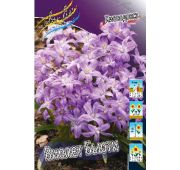 Хионодокса Виолет Бьюти 1шт (КЛ)