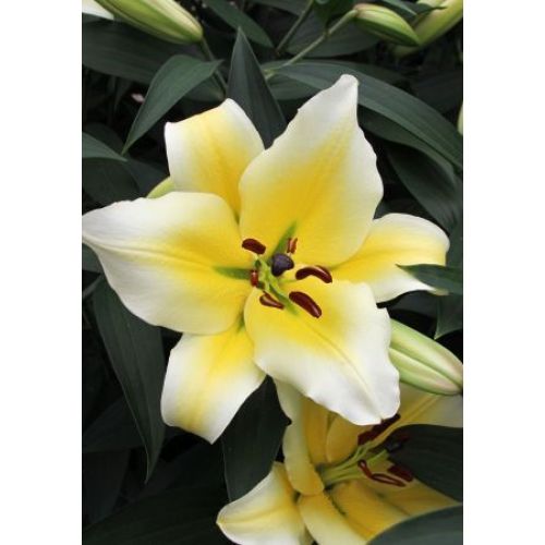 Лилия Конка Дор (В упаковке 5 шт.). Садовита