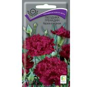 Цветы Гвоздика Гренадин Король в черном (Поиск)