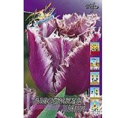 Тюльпан Американ Игл (бахром) 1шт
