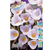 Крокус Зефир (осенний) 1шт