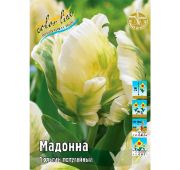 Тюльпан Мадонна (попуг) 1 шт.