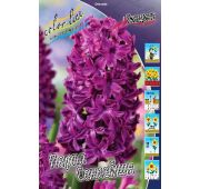 Гиацинт Перпл Сенсейшн 1шт (КЛ)