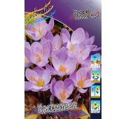 Крокус Специозум Кассиопея (осеннецвет) 1 шт.