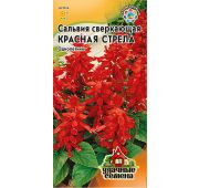 Цветы Сальвия Красная Стрела (Гавриш) УС