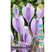 Крокус Вангард 1 шт.