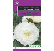 Цветы Бегония Фортун Вайт (Гавриш)