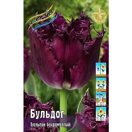 Тюльпан Бульдог (бахром) 1шт