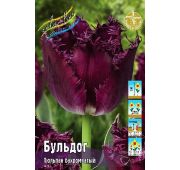 Тюльпан Бульдог (бахром) 1шт