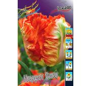 Тюльпан Пэррот Кинг (попуг) 1 шт.