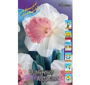 Нарцисс Чайниз Коралл (трубч) 1шт