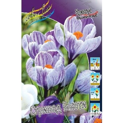 Крокус Стрипед Бьюти 1 шт