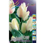 Тюльпан Альбион Стар (мнгцв) 1шт (КЛ)