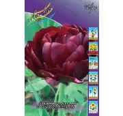 Тюльпан Антрацит (махр.поздн) 1шт