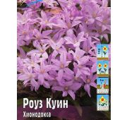 Хионодокса Роуз Куин 1шт (КЛ)