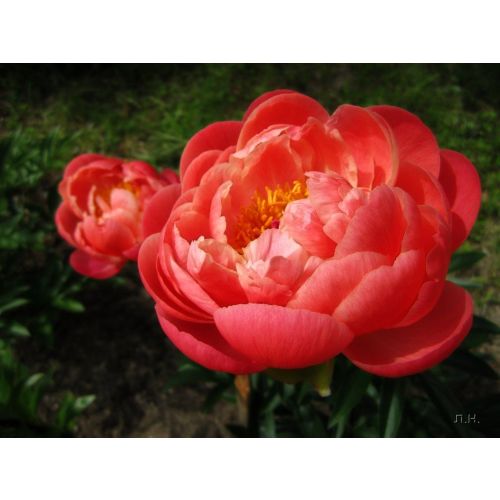 Пион Корал Сансет v5 ЦМ в Москве и области - купить по низкой цене в интернет-ма