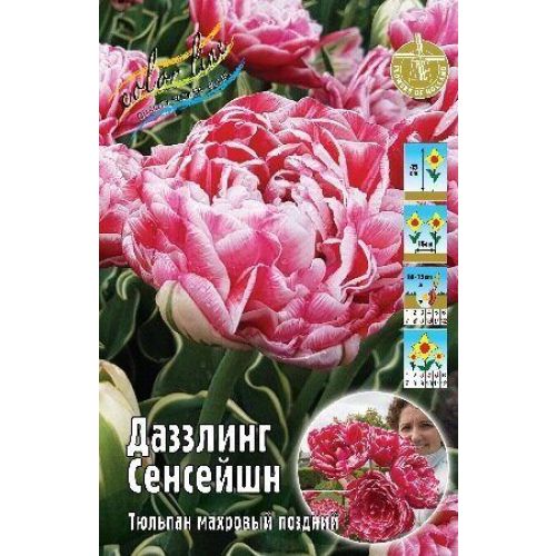 Тюльпан Дазлинг Сенсейшн (махр.поздн) 1шт