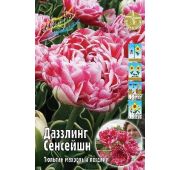 Тюльпан Дазлинг Сенсейшн (махр.поздн) 1шт