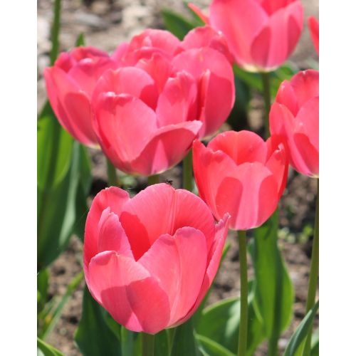 Ван эйк тюльпан фото Ван эйк тюльпан фото