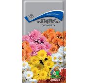Цветы Хризантема Крупноцветковая Смесь (Поиск)