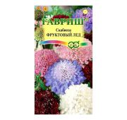 Цветы Скабиоза Фруктовый лед Гавриш)