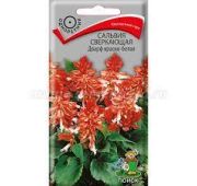 Цветы Сальвия сверкающая Дварф Ред (Поиск)